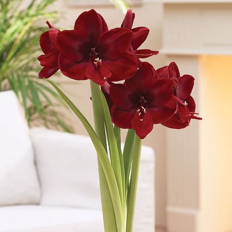 Christmas Amaryllis, Amaryllis Care, Red Amaryllis, Amaryllis Flowers, Very Beautiful Flowers, Amaryllis Bulbs, Parts Of A Flower, Growing Indoors, African Violets