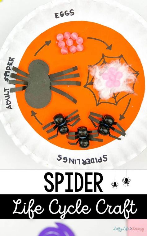 Grab your crafting supplies and make this spider life cycle craft with your kids! Cultivate importance and love for these creepy crawlies with this craft! A perfect addition to your homeschool spider activities or Halloween activities for kids! Creepy Crawly Activities For Preschool, Spider Life Cycle Preschool, Life Cycle Of A Spider Preschool, Spider Life Cycle Craft, Creepy Crawlies Preschool, Spider Activities For Kindergarten, Spider Activities For Preschool, Life Cycle Of A Spider, Steam Kindergarten