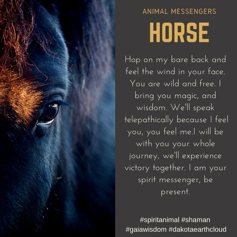 Horse Spirit Animal, Spirit Animal Meaning, Animal Meanings, Spiritual Consciousness, List Of Affirmations, Nature Healing, Cat Spirit, Love Meditation, Cowboy Quotes