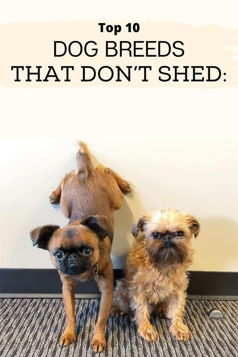 No Shedding Dogs Breeds, Frug Dog Breed, If Dog Breeds Were People, Non Shedding Dog Breeds, Friendliest Dog Breeds, Best Hypoallergenic Dogs, Non Shedding Dogs, Top 10 Dog Breeds, Dog Breeds That Dont Shed