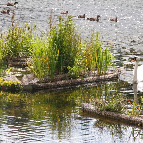 Habitat Creation - Biomatrix Riparian Landscape, Floating Wetland, River Restoration, Aquatic Habitat, Floating Gardens, Graduation Inspiration, Habitats Projects, Landscape Architecture Plan, Curtin University