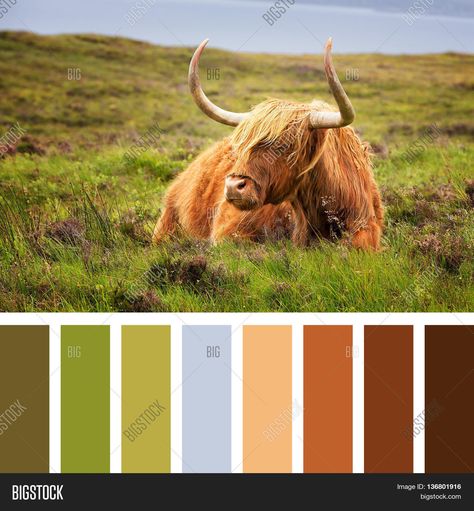 Highland cow on the Isle of Skye, Scottish highlands, United Kingdom. In a colour palette with complimentary colour swatches. Scotland Colour Palette, Scottish Highlands Color Palette, Scottish Color Palette, Heather Colour Palette, Scottish Colour Palette, Scotland Color Palette, Website Colors, November Colors, Cow Colour