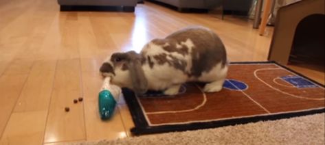 Bini the Bunny Even Cleans up After Himself Gerbil, The Bunny, Rodents, Foto Jungkook, Animal Gifs, Clean Up, Cute Animals, Dogs, Animals