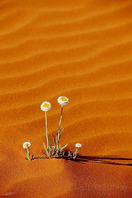 "Poached Egg" Daisies - Australia Deserts Of The World, Desert Life, Desert Flowers, Desert Plants, Desert Landscaping, The Sand, Amazing Nature, Wonders Of The World, Mother Nature