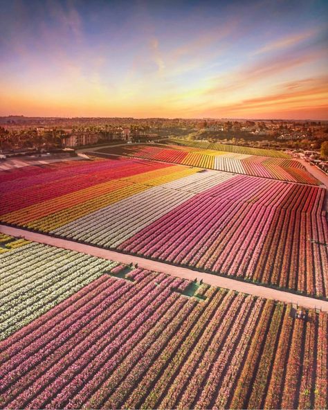 The Flower Fields at Carlsbad on Instagram: “The Fields in full bloom look unreal! We will be open rain or shine this week🌤 Hope you can stop in to witness it for yourself🌷🥰 (📸:…” Flower Fields Carlsbad, San Diego Bucket List, Carlsbad Flower Fields, Carlsbad California, Ranunculus Flowers, Visit California, California Love, Rain Or Shine, Good Housekeeping