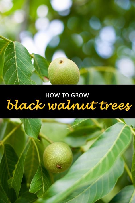 Black walnut trees are usually thought to be very difficult or impossible to grow. However, it is possible and quite easy! The key is that the black walnut tree needs a period of dormancy for the tree to produce more growth hormones. This post will teach you how to grow black walnut trees by providing tips on planting, caring for, and harvesting them. #shuncy #shuncygarden #lovethegreen #howtogrow #nuts #fruits Acreage Ideas, Black Walnut Tree, Growing Trees, Garden Layouts, Tree Seedlings, Walnut Tree, Hobby Farm, American Black Walnut, Greenhouse Gardening