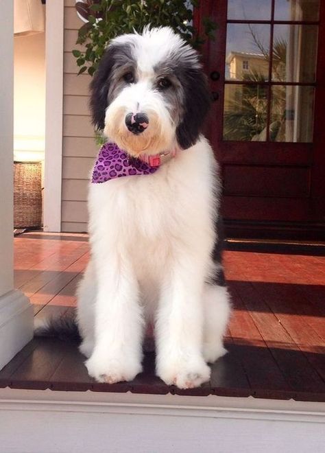 Everything you need to know about Sheepadoodle St Berdoodle Grooming, Sheepadoodle Grooming Styles, Sheepadoodle Grooming, St Berdoodle, Sheepadoodle Puppy, White Doodle, Doodle Dogs, Dog Haircuts, Designer Dogs