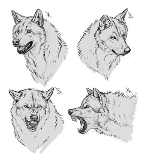 Wolf Poses, Wolf Sketch, Animal Sketch, Canine Drawing, Wolf Artwork, Werewolf Art, Canine Art, Wolf Drawing, Animal Sketches