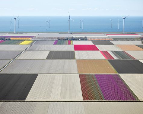 Tulips | International Photo Awards David Burdeny, International Photography Awards, Arts Stream, Aerial Images, Photo Awards, Plant Photography, Photography Awards, Abstract Photography, Drone Photography