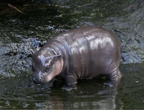 Baby Hippopotamus, Pygmy Hippopotamus, Girls Cuddling, Cute Hippo, Silly Animals, Cute Animal Photos, Hippopotamus, Animal Photo, Cute Little Animals