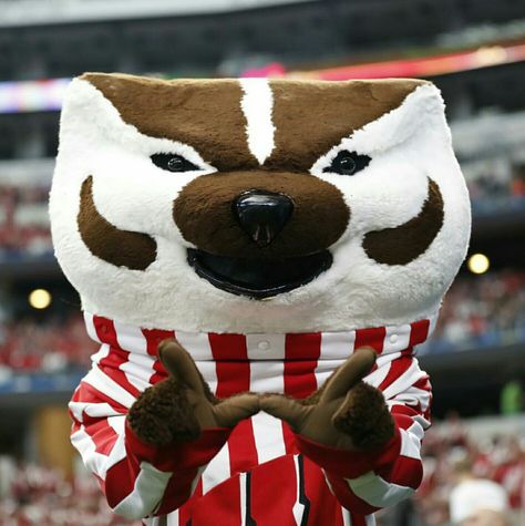 Bucky Badger, Wisconsin Badgers, Badger, Wisconsin, Teddy Bear, Animals