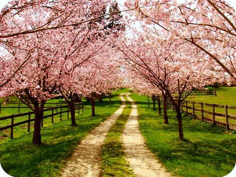 family farm. My mum and I planted these cherry trees our first year on the farm:) Drive Ways, Outdoor Pics, Farm Entrance, Tree Lined Driveway, Driveway Entrance, Long Driveways, Driveway Landscaping, Future Farms, Cherry Trees