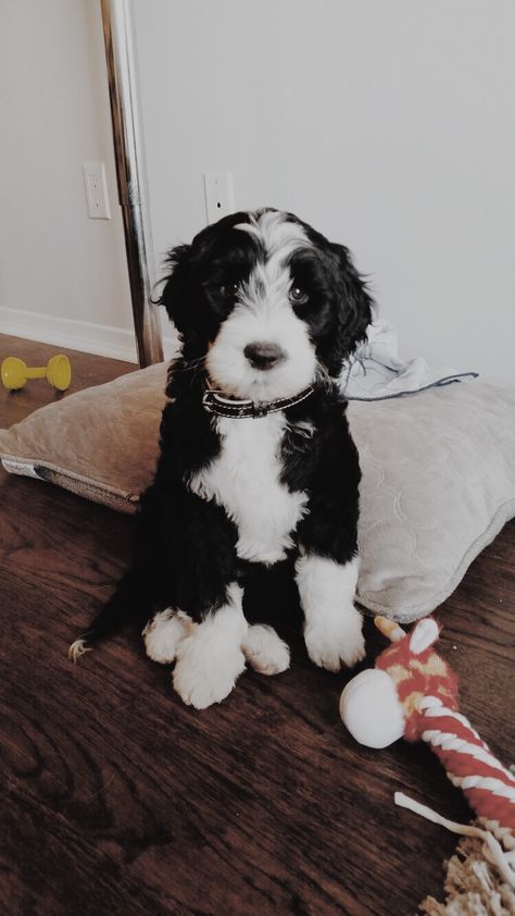 We are giving away the first 50 car seat leash to spread the #safetyfirst movement! Visit Borkiebork.com to learn more 🐶 Portuguese Water Dog Puppy, Portugese Water Dogs, Dog Breeds That Dont Shed, Portuguese Water Dog, Dog Mixes, Hypoallergenic Dogs, Water Dog, Puppy Breeds, Cute Dogs And Puppies