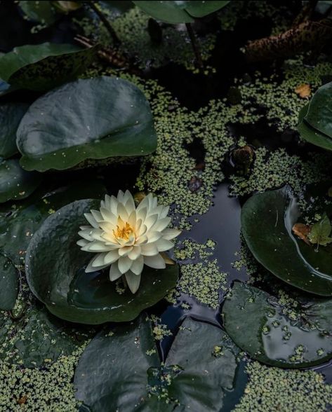 Theme Nature, Water Lily, Water Lilies, Nature Aesthetic, Green Aesthetic, Lily Pads, Matilda, Mother Earth, Pretty Pictures