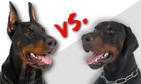 Doberman Ear Cropping Pros & Cons: Should You Do It? - Doberman Planet Doberman Pinscher Without Cropped Ears, Floppy Ear Doberman, Blue Doberman Pinscher, Doberman Uncut Ears, Doberman Ears Natural, Doberman Normal Ears, Doberman Tail, Cute Doberman Puppies, Doberman Ear Cropping Styles