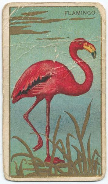 Flamingo.  Cigarette card, Mecca Cigarettes’ “Bird Series.” Linoprint Ideas, Flamingo Projects, Pink Shoelaces, Flamingo Art, Collectible Trading Cards, Flamingo Pink, Vintage Florida, New York Public Library, Pink Flamingo