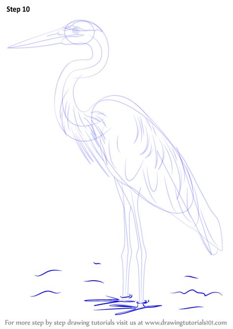 Learn How to Draw a Great Blue Heron (Birds) Step by Step : Drawing Tutorials Egret Drawing, How To Draw An Egret, How To Draw A Crane Bird, Crane Bird Drawing, Watercolor Outlined In Pen, How To Draw A Heron Step By Step, Egret Bird Drawing, Great Egret Drawing, Blue Heron Sketch