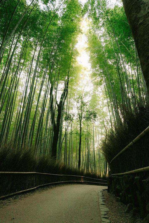 Bamboo Grove (Arashiyama, Kyoto) by xkinkycherry The post Bamboo Grove (Arashiyama, Kyoto) appeared first on Alo Japan. Arashiyama Bamboo Grove, Arashiyama Kyoto, Bamboo Grove, Japan Photo, Instagram Post Template, Travel Bucket List, Travel Bucket, Kyoto, Bucket List