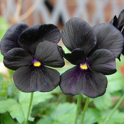 Goth Garden, Gothic Garden, Purple Pansy, Midnight Garden, Black Garden, Dark Flowers, Pansies Flowers, Unusual Flowers, Airbrush Art