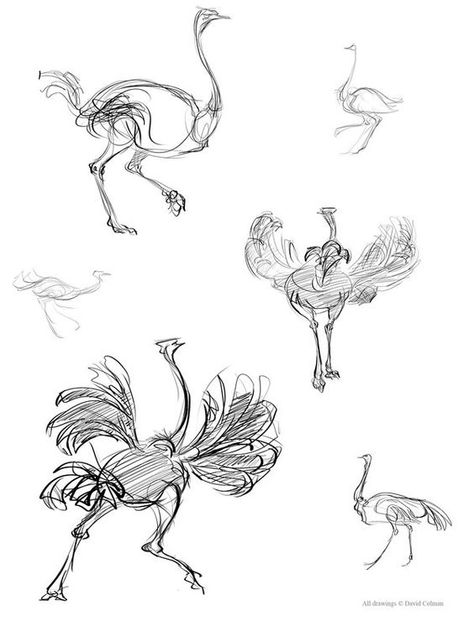 Gesture Drawing Animals, Ostrich Drawing, Gesture Studies, Animal Character Design, Gesture Drawings, Disney Tv, Life Drawing Reference, Bird Sketch, Drawing Examples