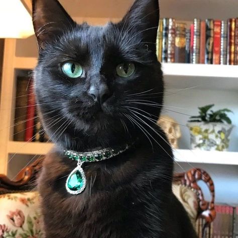 Fancy Emerald Cat Collar Fancy Cat Collar, Velvet Dog Collar, Personalized Leather Dog Collar, Leather Dog Collar Custom, Kitten Collar, Luxury Dog Collars, Dog Collar Boy, Dog Collar Bows, Designer Dog Collars