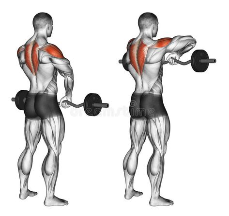 Exercising. EZ Barbell Upright Rows. EZ Barbell Upright Rows. Exercising for bodybuilding. Target muscles are marked in red. Initial and final steps stock illustration Deltoid Exercises, Boulder Shoulders, Teres Major, Erector Spinae, Traps Workout, Upright Row, Fitness Studio Training, Best Shoulder Workout, Shoulder Training