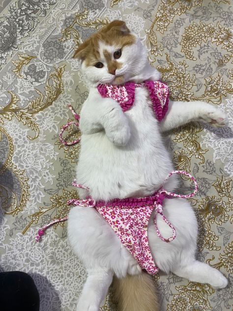 Cat Body, Very Cute Dogs, Funny Animal Photos, Adorable Puppies, Animal Photos, Very Funny Pictures, Cat Aesthetic, Beach Time, Funny Cute Cats