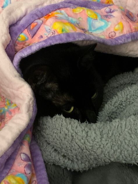 Oh to be a smal black cat Black Cat Blanket, Cat In Blanket, Boy Cat Names, Blanket Aesthetic, Boy Cat, Cat Blanket, Cat Names, Beautiful Blankets, Silly Cats