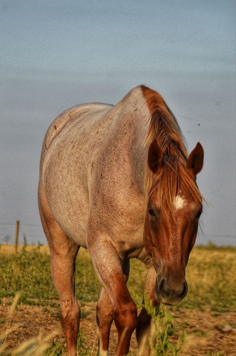 Strawberry Roan Quarter Horse, Palomino Horse Western Tack, Red Roan Horse Tack Colors, Strawberry Roan Horse, Quarter Horse Aesthetic, Buckskin Roan, Bay Roan Horse, Red Roan Quarter Horse, Red Roan Horse