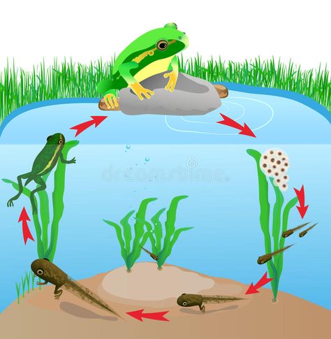 Life cycle european tree frog. Metamorphose. Hyla Rana arborea. Eggs, tadpoles, , #AFFILIATE, #tree, #frog, #Metamorphose, #Life, #cycle #ad Fish Life Cycle, Lifecycle Of A Frog, Frog Life, Baby Frog, Baby Quiet Book, Butterfly Life Cycle, Tropical Tree, Tree Frog, Simple Background Images