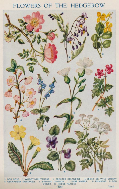 Explore janwillemsen's photos on Flickr. janwillemsen has uploaded 81939 photos to Flickr. Vintage Botanical Prints Flowers, Healing Flowers, Fotografi Vintage, Flowers Botanical, Illustration Botanique, Vintage Botanical Prints, Trendy Flowers, Scientific Illustration, Vintage Diy