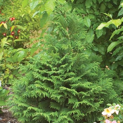 22 Best Deer-Resistant Shrubs for a Stress-Free Garden Sawara Cypress, Chamaecyparis Pisifera, False Cypress, Cypress Gardens, Yakushima, House Landscaping, Garden Shrubs, Cypress Trees, Perfume Design