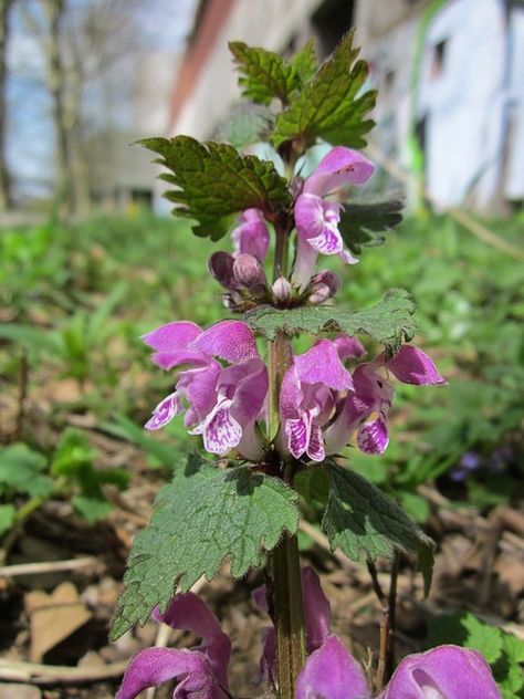 Difference Between Henbit and Purple Deadnettle Lamium Maculatum, Common Garden Plants, Diy Healthy Snacks, Silver Plant, Gardening Gear, Border Plants, Wild Edibles, Dry Leaf, Wild Food