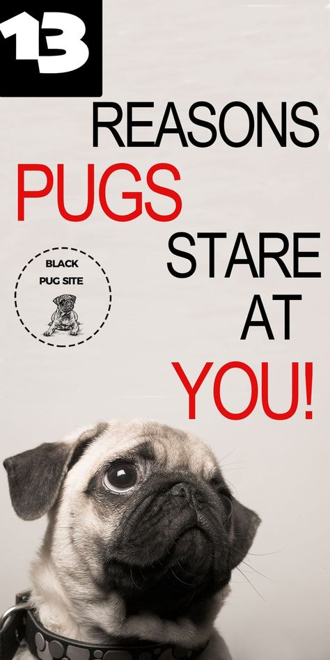 Pugs Drawing, Pug Facts, Pug Quotes, Pug Wallpaper, Pet Pug, Old Pug, Black Pug Puppies, Fawn Pug, Baby Pugs