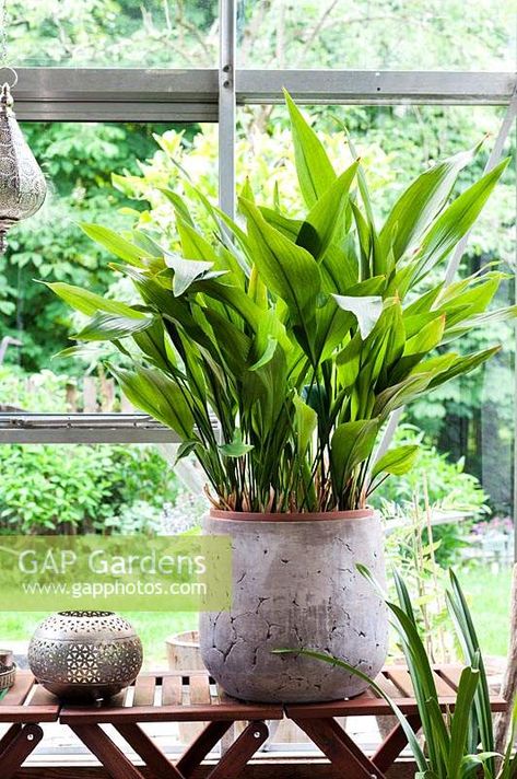 Aspidistra in a grey...  stock photo by Piru Pictures, Image: 1336876 Scindapsus Pictus Trebie, Scindapsus Pictus Argyraeus, Aspidistra Elatior, Scindapsus Aureus, Astelia Silver Spear, Cat Friendly Plants, Small Apartment Living Room, Small Apartment Living, Grey Ceramics