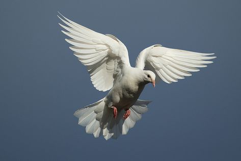 White Dove in Flight 002 | Andrew Munro | Flickr White Dove Photography, Dove In Flight, Dove Flying, Dove Tattoo Design, Dove Images, Dove Tattoos, Pigeon Breeds, Dove Pictures, Photoshop Digital Background