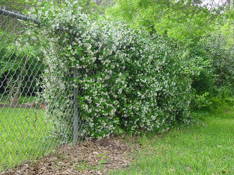 Confederate Jasmine Evergreen to hide chain link fence Walls Ideas, Fence Plants, Living Fence, Living Walls, Garden Vines, Garden Shrubs, Fence Landscaping, Evergreen Plants, Chain Link Fence