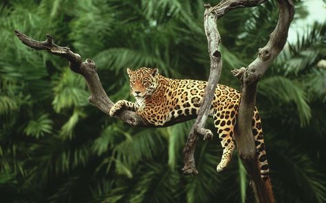 Wallpaper Leopard On Tree, Nature, Animals, Jaguars, Cat Amazon Animals, Theme Tattoo, Climb Trees, Animal Species, Amazon Rainforest, Color Photo, Leopards, Large Animals, Jungle Animals