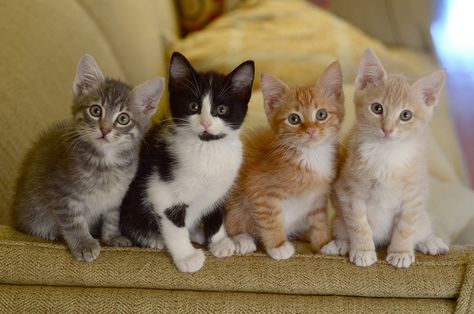 Four Little Loudermilks All in a Row Animal Collective, Cat Pose, Cat Boarding, Little Kittens, Cute Animal Pictures, Beautiful Animals, Crazy Cat Lady, Baby Cats, Cat Mom