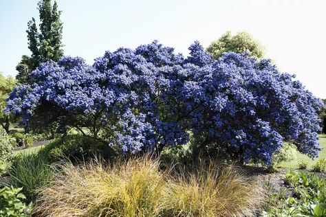 Category: Shrub Family: Rhamnaceae (Buckthorns) Origin: California (U.S.A.) Evergreen: Yes Flower Color: Dark Blue Bloomtime: Spring Parentage: (C. impressus x C. papillosus var. roweanus) Height: 6-8 feet Width: 6-12 feet Exposure: Full Sun Summer Dry: Yes Deer Tolerant: Yes Irrigation (H2O Info): Low Water Needs Winter Hardiness: 10-15° F Lavender Shrub, Blue Flowering Shrubs, Blooming Shrubs, Blue Flowering Plants, California Lilac, Holly Plant, Bushes And Shrubs, Broadleaf Evergreen, Flowering Bushes