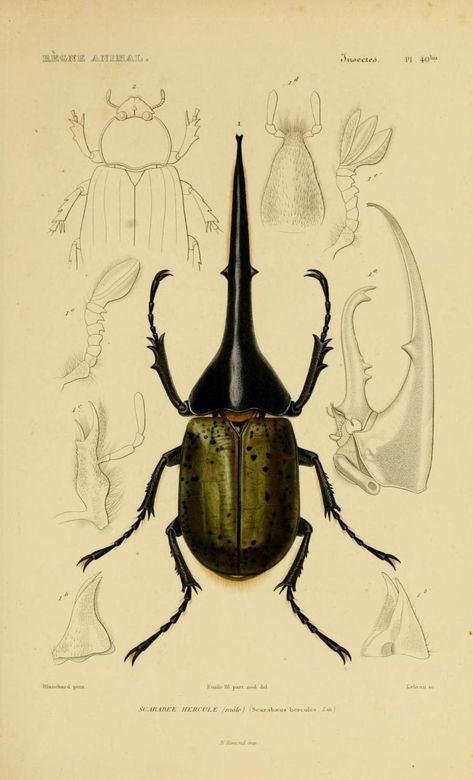 Cuvier Day Coleoptera.  Cuvier loved natural history from an early age. By twelve years of age, he'd largely committed Buffon's massive Natural History compilation to memory. Tato Realis, Beetle Illustration, Hercules Beetle, Scientific Drawing, Science Illustration, Bug Art, Beautiful Bugs, Antique Illustration, Insect Art