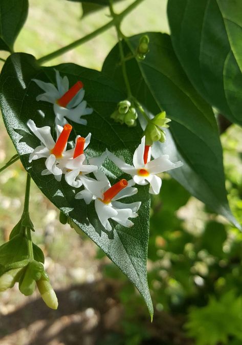 Night Jasmine Flower Aesthetic, Night Jasmine Flower, Night Flowering Jasmine, Jasmine Bush, Night Jasmine, Pretty Flowers Photography, Flower Jasmine, Indian Garden, Morning Sunlight