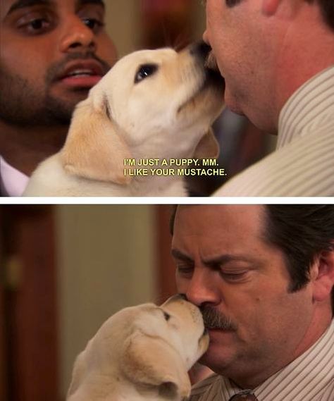 I wish I could have one, but I can't, cause I'm just a little puppy.  Ok, take it out back and shoot it. Parks And Rec Memes, Parcs And Rec, Parks And Rec Quotes, Parks And Recs, Leslie Knope, Ron Swanson, Dc Memes, Parks N Rec, Little Puppies