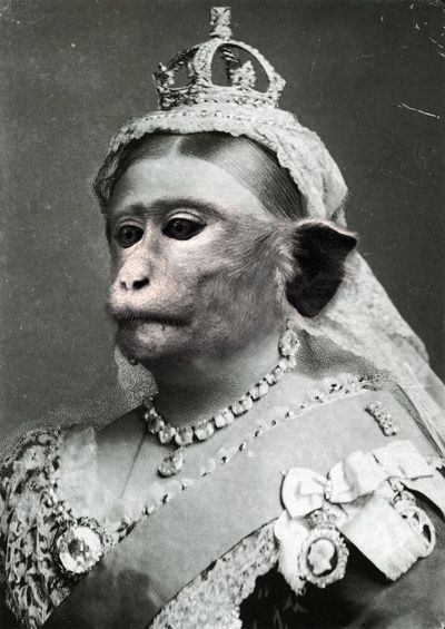 Dapper Animals, Monkey Queen, Anthropomorphic Animals, Monkey Face, Strange Photos, Female Cartoon, Monkey Business, Like Animals, Queen Victoria