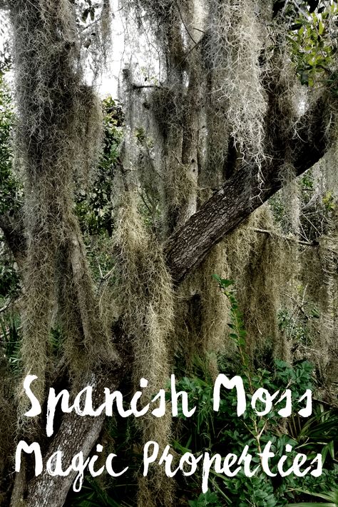 Spanish Moss Uses, Legends and Magic Properties Spanish Moss Decor Ideas, Witchy Projects, Magickal Plants, Spanish Moss Trees, Goat Herder, Medicinal Wild Plants, Bald Cypress Tree, Swamp Witch, Homeschool Nature