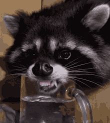 Racoon GIFs | Tenor Drink Water Reminder Funny, Stay Hydrated Funny, Coach Memes, Silly Raccoon, Water Meme, Water Reminder, Pet Raccoon, Funny Reaction, Cute Rats