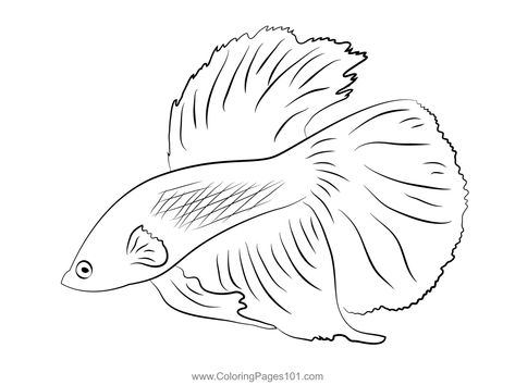 Betta Fish See Down Coloring Page Beta Fish Drawing, Betta Fish Tattoo, Outline Pictures, Fish Coloring, Fish Coloring Page, Beta Fish, Fish Drawings, Sketches Easy, Betta Fish