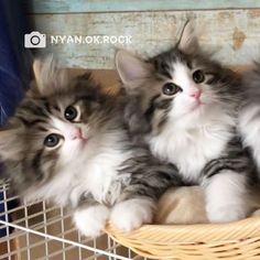 Norwegian Forest Kittens, Norwegian Cat, Viking Heritage, Siberian Cats, Fancy Cats, Siberian Cat, Norwegian Forest, Gorgeous Cats, Forest Cat