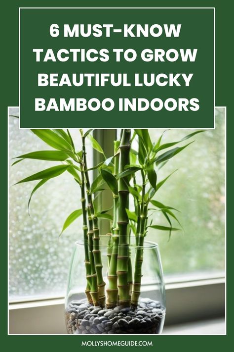 Discover the secrets of growing lucky bamboo indoors with these simple and effective tips. Whether you're a plant newbie or experienced gardener, learn how to care for this beautiful and low-maintenance plant in your home. From choosing the right container and soil to providing adequate sunlight and water, this guide covers everything you need to know to keep your lucky bamboo thriving. Say goodbye to wilting leaves and yellowing stalks by following our expert advice on creating the perfect envi How To Care For Bamboo Plant Houseplant, How To Grow Bamboo Outdoors, Repotting Lucky Bamboo Plants, Bamboo Planter Ideas, How To Care For Lucky Bamboo Plant, How To Plant Bamboo In Pots, Repotting Bamboo Plants, Tall Bamboo Plant Indoor, How To Care For Bamboo Plant