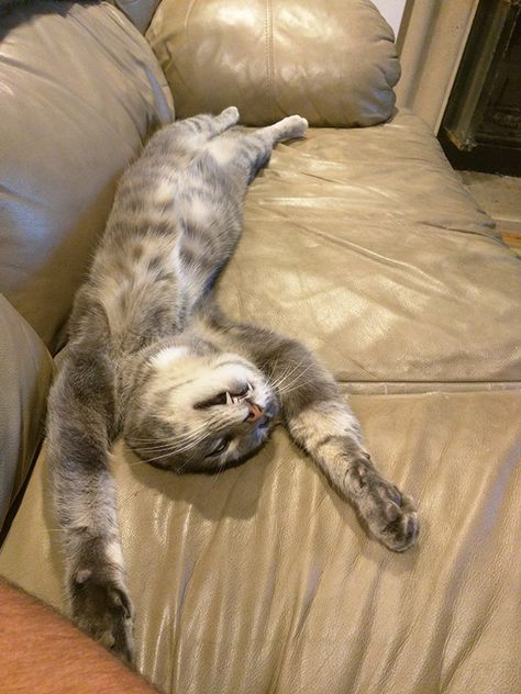 Funny sleeping cat. Cat Sleeping Funny, Funny Cat Sleeping, Cats Sleeping Funny, Sleeping On Back, Cat Silly, Sleep Meme, Funny Sleep, Silly Pics, Cats Sleeping